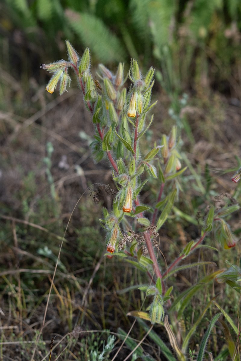 DPPhotography - Uzbekistan - Onosma dichroantha - A.jpg - Onosma dichroantha - Takhta-Karacha Pass, Uzbekistan