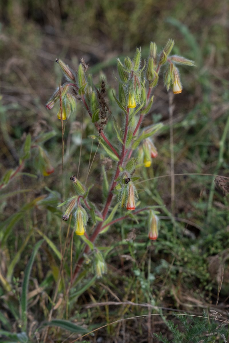 DPPhotography - Uzbekistan - Onosma dichroantha - B.jpg - Onosma dichroantha - Takhta-Karacha Pass, Uzbekistan