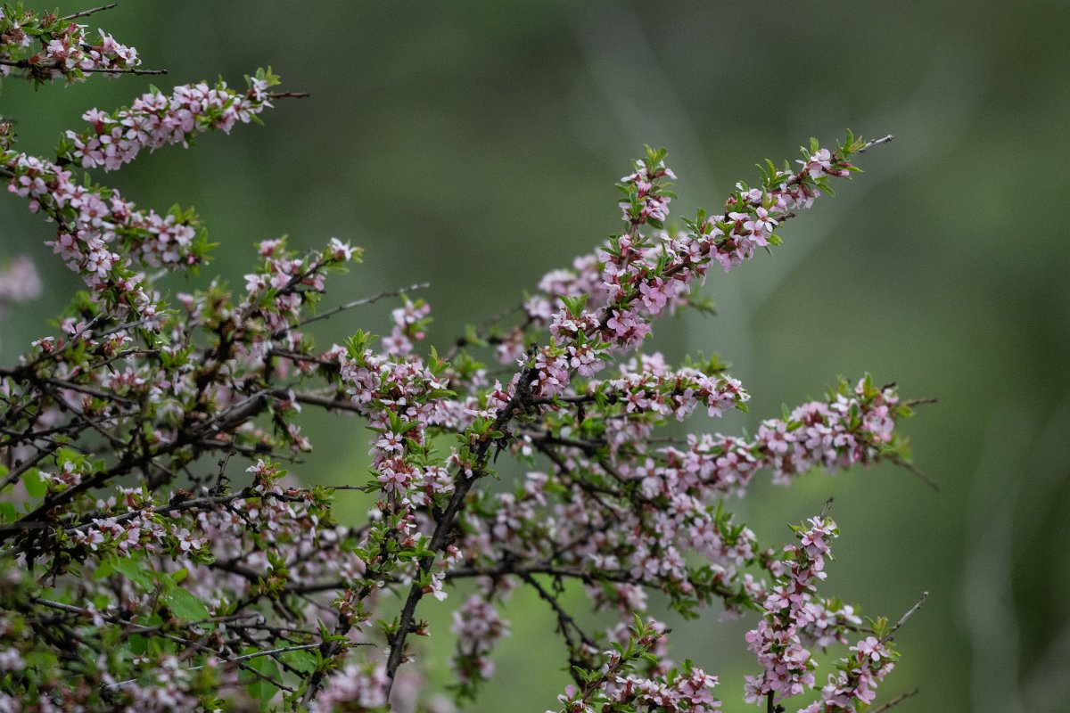 DPPhotography - Uzbekistan - Prunus erythrocarpa - A.jpg - Prunus erythrocarpa - Zaamin National Park, Uzbekistan