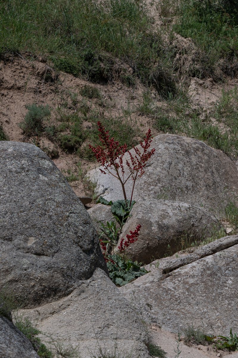 DPPhotography - Uzbekistan - Rheum maximowiczii - A.jpg - Rheum maximowiczii - Takhta-Karacha Pass, Uzbekistan