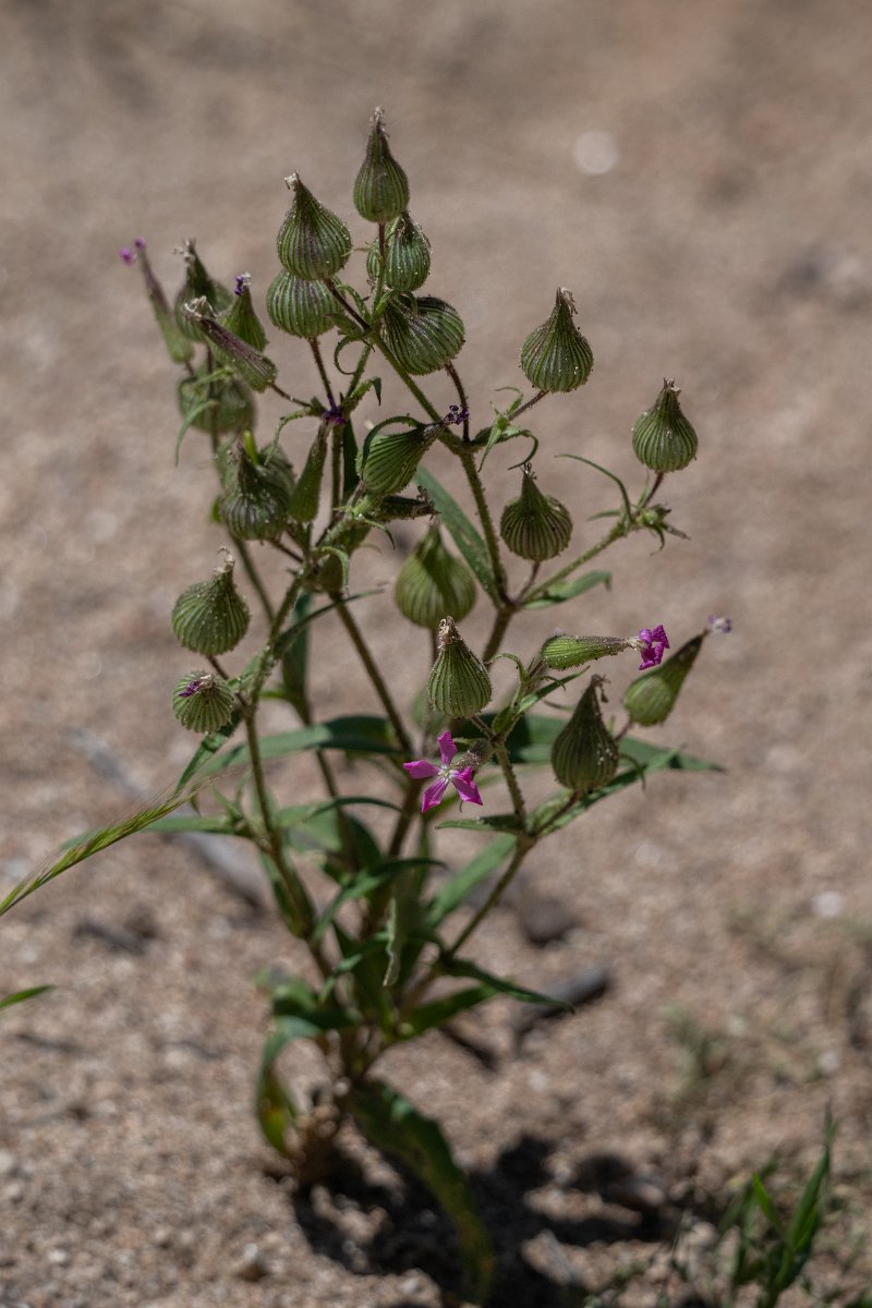 DPPhotography - Uzbekistan - Sand catchfly, Silene conica - A.jpg - Sand catchfly, Silene conica - Takhta-Karacha Pass, Uzbekistan