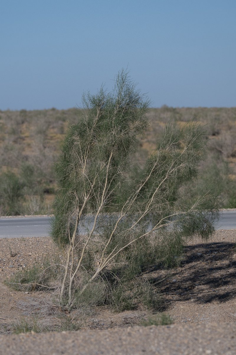 DPPhotography - Uzbekistan - Saxaul, Haloxylon ammodendron - A.jpg - Saxaul, Haloxylon ammodendron - Kyzylkum Desert, Uzbekistan