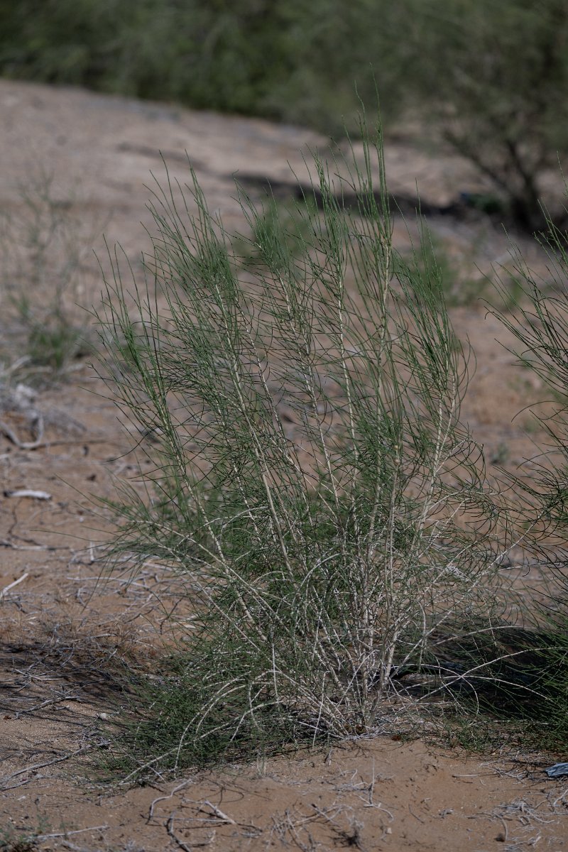 DPPhotography - Uzbekistan - Saxaul, Haloxylon ammodendron - B.jpg - Saxaul, Haloxylon ammodendron - Kyzylkum Desert, Uzbekistan