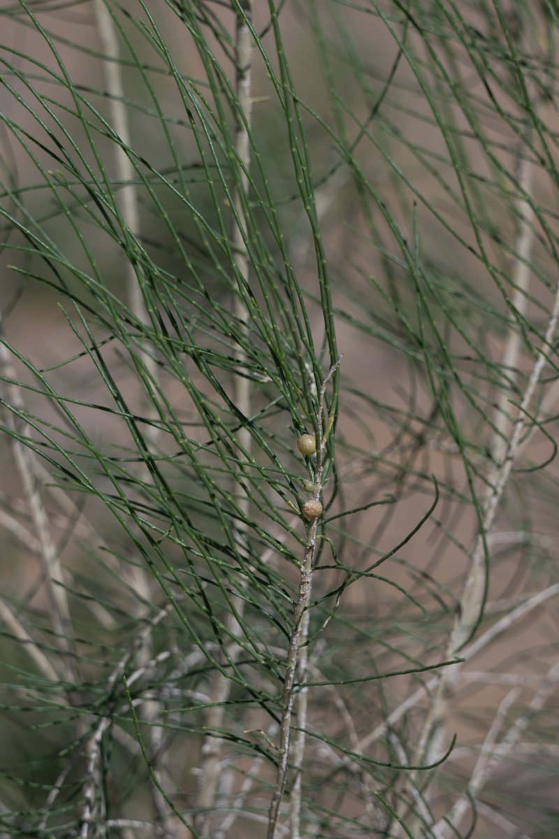 DPPhotography - Uzbekistan - Saxaul, Haloxylon ammodendron - C.jpg - Saxaul, Haloxylon ammodendron - Kyzylkum Desert, Uzbekistan