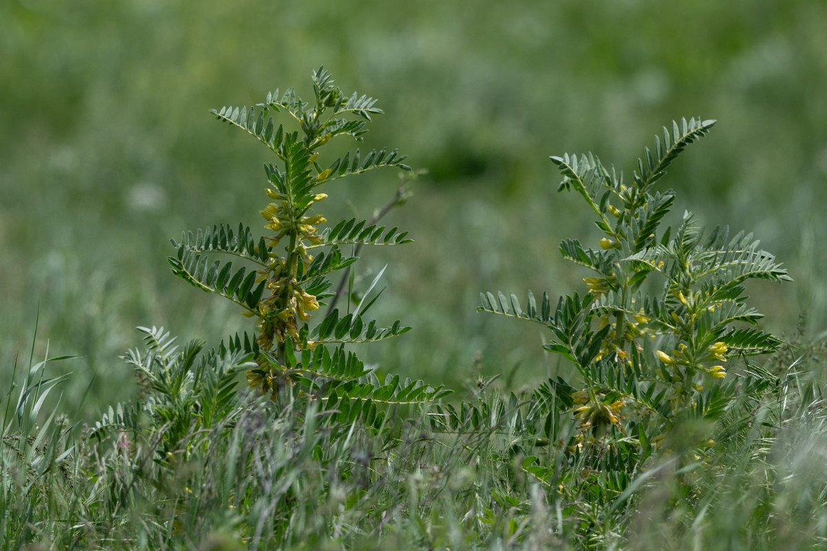 DPPhotography - Uzbekistan - Sieversia milkvetch, Astragalus sieversianus - A.jpg - Sieversia milkvetch, Astragalus sieversianus - Zaamin National Park, Uzbekistan