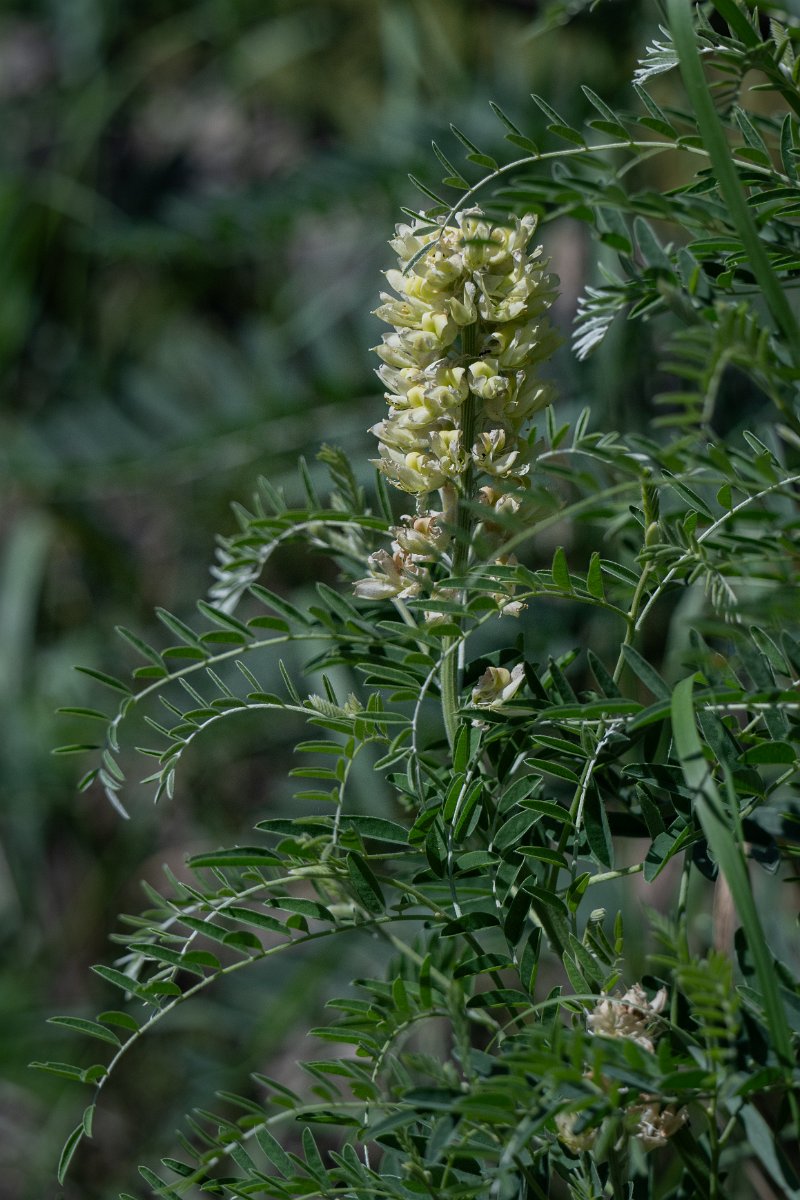 DPPhotography - Uzbekistan - Sophora alopecuroides - A.jpg - Sophora alopecuroides - Zeravshan Nature Reserve, Uzbekistan