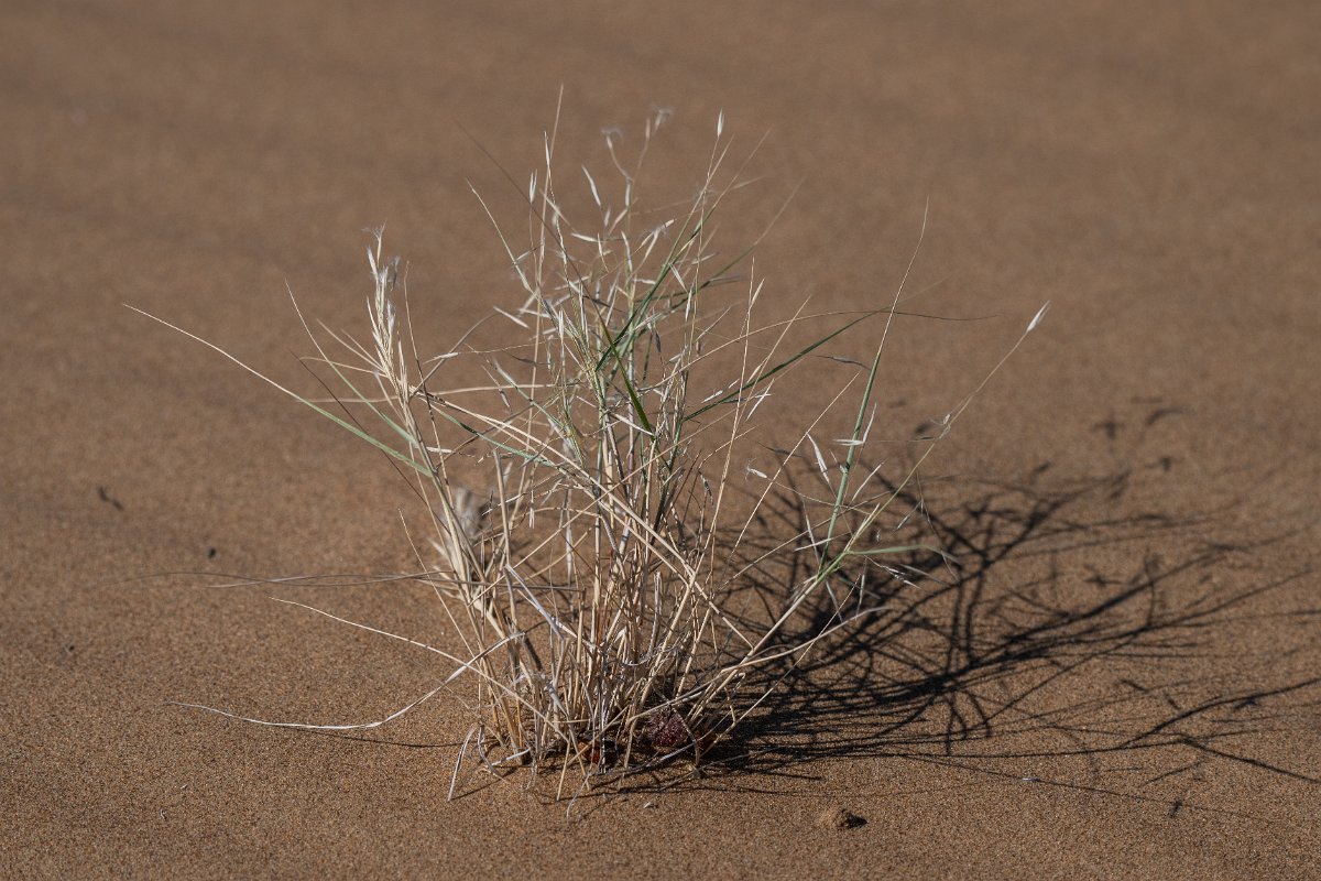 DPPhotography - Uzbekistan - Stipagrostis pennata - A.jpg - Stipagrostis pennata - Kyzylkum Desert
