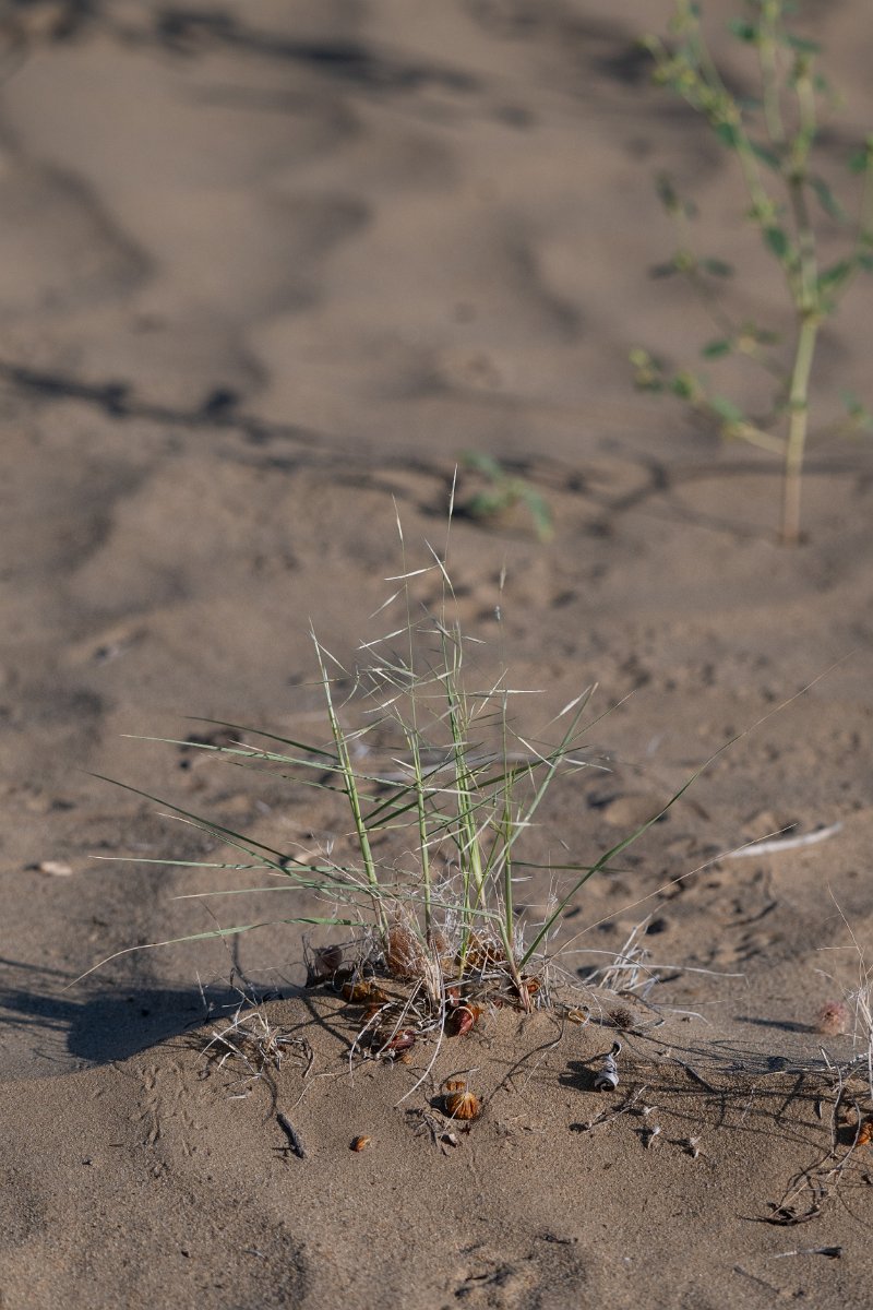 DPPhotography - Uzbekistan - Stipagrostis pennata - B.jpg - Stipagrostis pennata - Kyzylkum Desert