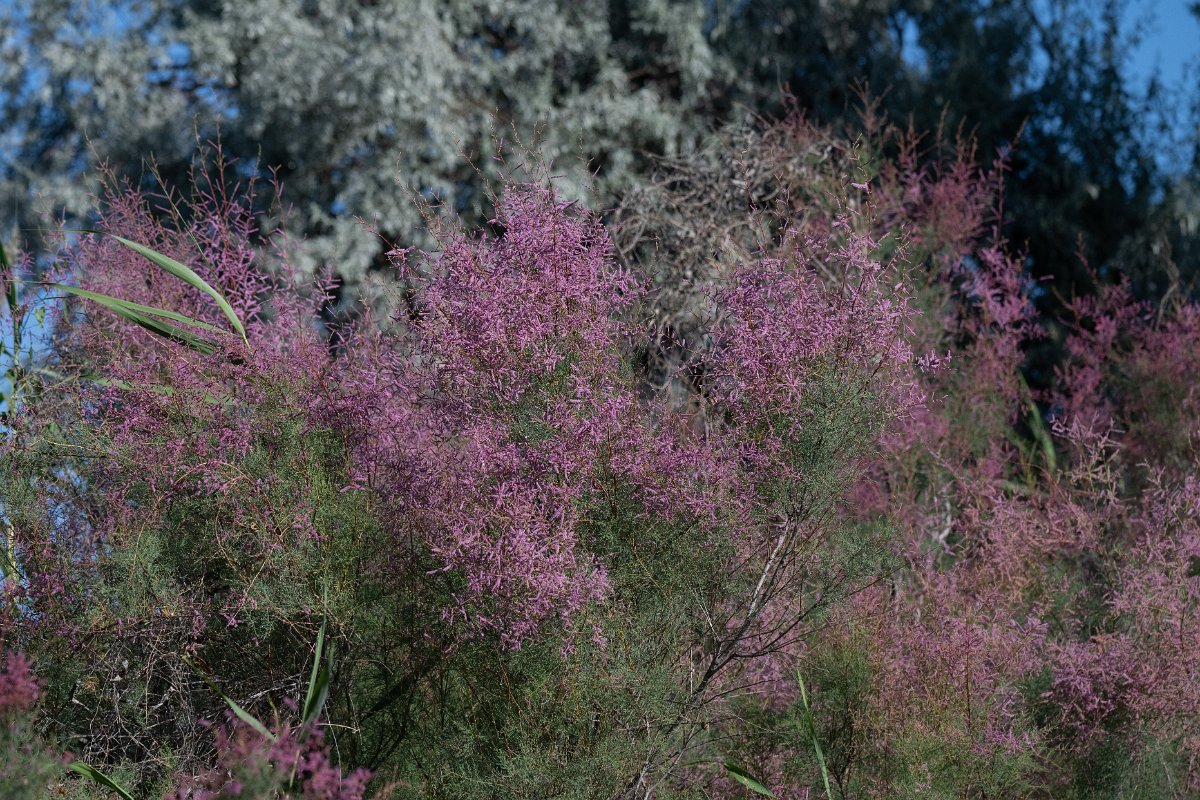 DPPhotography - Uzbekistan - Tamarisk, Tamarix ramosissima - A.jpg - Tamarisk, Tamarix ramosissima - Jeyran Eco Centre, Uzbekistan
