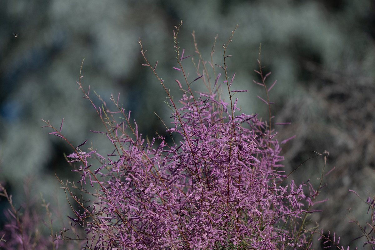 DPPhotography - Uzbekistan - Tamarisk, Tamarix ramosissima - B.jpg - Tamarisk, Tamarix ramosissima - Jeyran Eco Centre, Uzbekistan