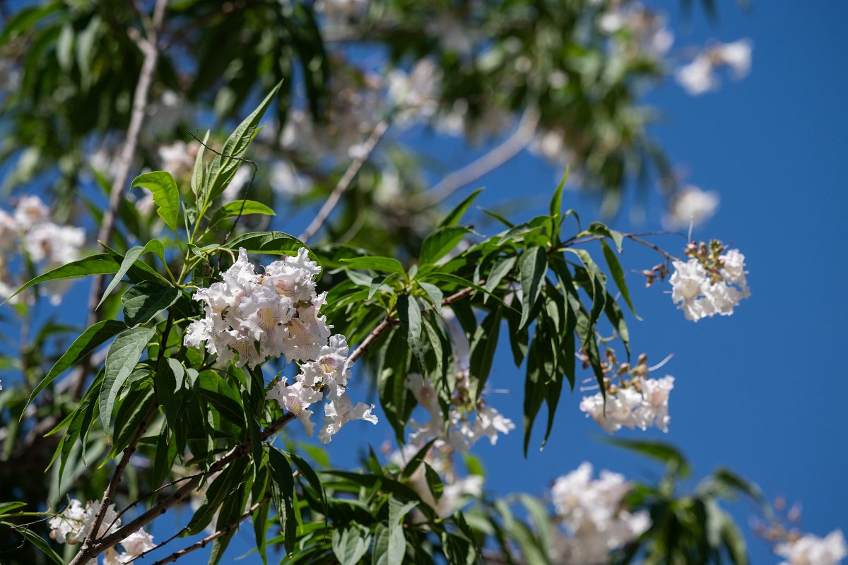 DPPhotography - Uzbekistan - x Chitalpa tashkentensis - C.jpg - x Chitalpa tashkentensis - Jeyran Eco Centre, Uzbekistan