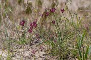 DPPhotography - Uzbekistan - Allium inconspicuum - A