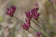 DPPhotography - Uzbekistan - Allium inconspicuum - B