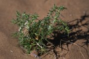DPPhotography - Uzbekistan - Barbwire Russian Thistle, Salsola paulsenii - A