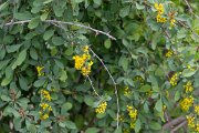 DPPhotography - Uzbekistan - Berberis integerrima - A