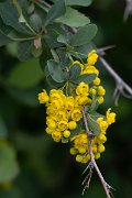 DPPhotography - Uzbekistan - Berberis integerrima - B