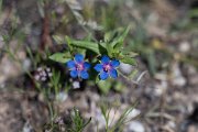 DPPhotography - Uzbekistan - Blue pimpernel, Lysimachia loeflingii - A