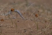 DPPhotography - Uzbekistan - Carex physodes - A
