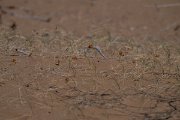 DPPhotography - Uzbekistan - Carex physodes - B