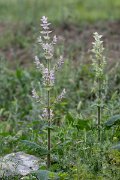 DPPhotography - Uzbekistan - Clary, Salvia sclarea - A
