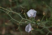 DPPhotography - Uzbekistan - Convolvulus eremophilus - A