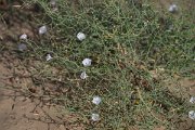 DPPhotography - Uzbekistan - Convolvulus eremophilus - B