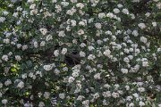 DPPhotography - Uzbekistan - Crataegus pontica - A