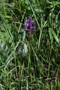DPPhotography - Uzbekistan - Dactylorhiza umbrosa - A