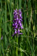 DPPhotography - Uzbekistan - Dactylorhiza umbrosa - B
