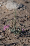 DPPhotography - Uzbekistan - Delphinium camptocarpum - A