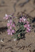 DPPhotography - Uzbekistan - Delphinium camptocarpum - B