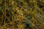 DPPhotography - Uzbekistan - Dodder - A