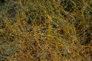 DPPhotography - Uzbekistan - Dodder - B