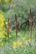 DPPhotography - Uzbekistan - Eremurus regelii - A