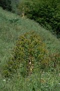 DPPhotography - Uzbekistan - Ferula kuhistanica - A