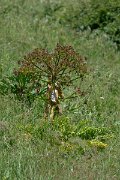 DPPhotography - Uzbekistan - Ferula kuhistanica - B