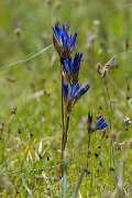 DPPhotography - Uzbekistan - Gentiana oliveri - A
