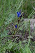 DPPhotography - Uzbekistan - Gentiana oliveri - C