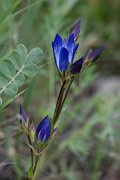 DPPhotography - Uzbekistan - Gentiana oliveri - D