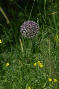 DPPhotography - Uzbekistan - Giant allium, Allium giganteum - A