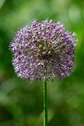 DPPhotography - Uzbekistan - Giant allium, Allium giganteum - B