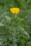 DPPhotography - Uzbekistan - Glaucium fimbrilligerum - A