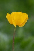DPPhotography - Uzbekistan - Glaucium fimbrilligerum - B