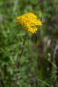 DPPhotography - Uzbekistan - Hypericum scabrum - A