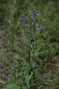 DPPhotography - Uzbekistan - Lindelofia anchusoides - A