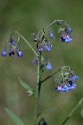 DPPhotography - Uzbekistan - Lindelofia anchusoides - B