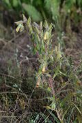 DPPhotography - Uzbekistan - Onosma dichroantha - A