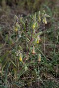 DPPhotography - Uzbekistan - Onosma dichroantha - B