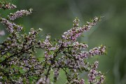 DPPhotography - Uzbekistan - Prunus erythrocarpa - A