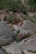 DPPhotography - Uzbekistan - Rheum maximowiczii - A